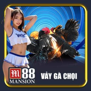 Vảy gà chọi
