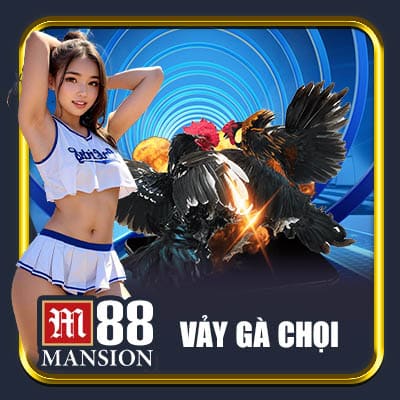 Vảy gà chọi